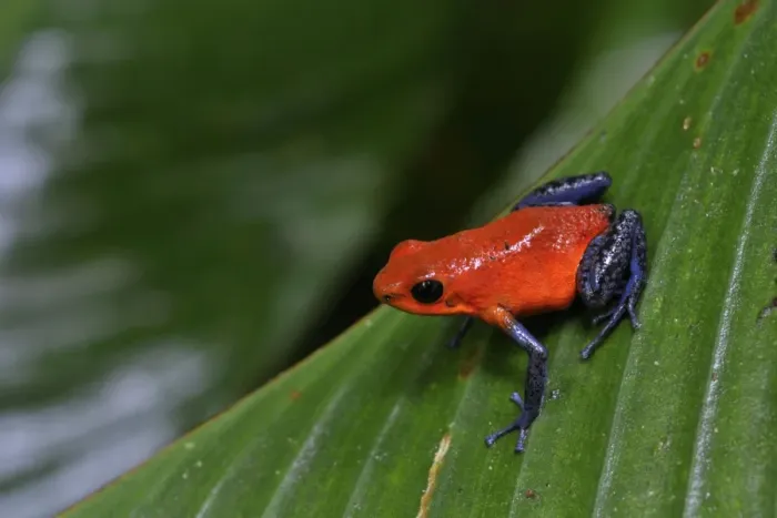 Framed Print : Strawberry Poison / Blue Jeans Dart Frog, Costa Rica Framed Print : Strawberry Poison / Blue Jeans Dart Frog, Costa Rica