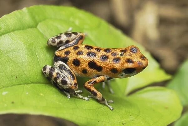Strawberry Poison Frog Bastimentos National Park Bocas del Toro, Panama
