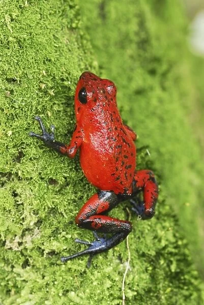Strawberry Poison Frog Cahuita N. P. Costa Rica