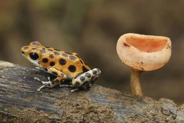 Strawberry Poison Frog - cup fungus Bastimentos National Park Bocas del Toro, Panama
