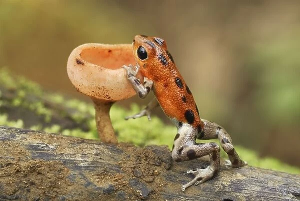 Strawberry Poison Frog - cup fungus Bastimentos National Park Bocas del Toro, Panama