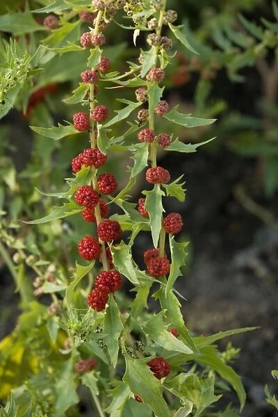 Strawberry sticks, or leafy goosefoot (Chenopodium foliosum). Garden