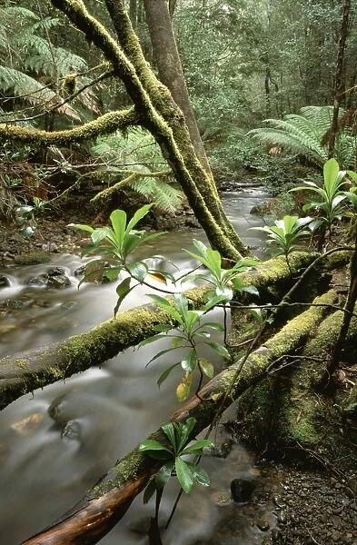 Stream - Barron Creek with Native laurel Mount Field National Park, Tasmania, Australia