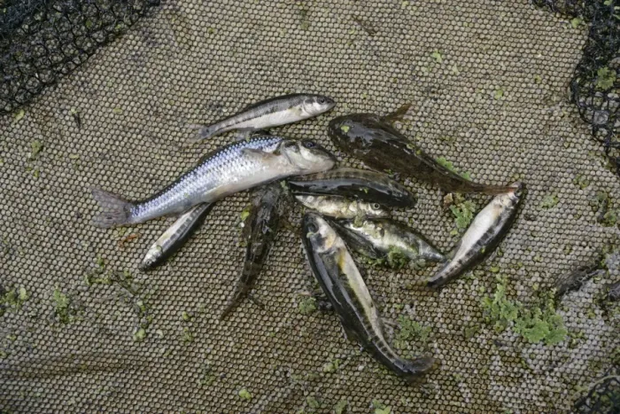 Framed Print : Stream dipping – Catch of Gudgeon, Minnow, Loach, Bullhead, Stickleback, which shows a healthy stream UK Framed Print : Stream dipping – Catch of Gudgeon, Minnow, Loach, Bullhead, Stickleback, which shows a healthy stream UK