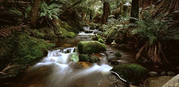 Stream - flowing through rainforest Blue Tier, Tasmania, Australia