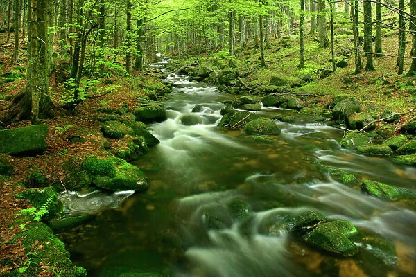 Stream in forest with moss covered rocks in primeval forest Bavarian Forest National Park, Bavaria, Germany