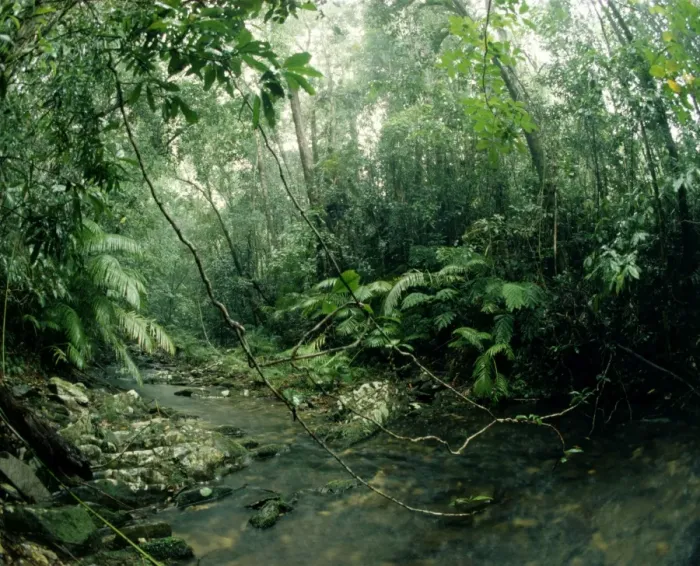 Framed Print : Stream - Tropical Rainforest in wet season, Kuranda Range, North Queensland, Australia JPF01690 Framed Print : Stream - Tropical Rainforest in wet season, Kuranda Range, North Queensland, Australia JPF01690