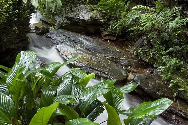 Stream with tropical vegetation - Asa Wright Centre - Trinidad