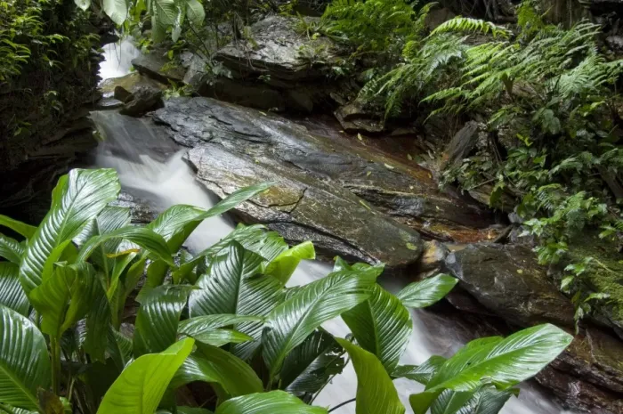 Framed Print : Stream with tropical vegetation - Asa Wright Centre - Trinidad Framed Print : Stream with tropical vegetation - Asa Wright Centre - Trinidad
