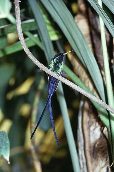 Streamer-Tailed  /  Doctor Hummingbird Endemic to Jamaica