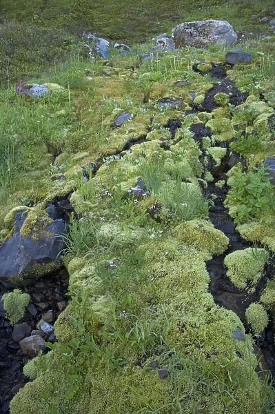 Streamlets running through moss covered shaded North side of Mountain Slope Paradise, Mount Rainier National Park, Washington State, USA PL000526