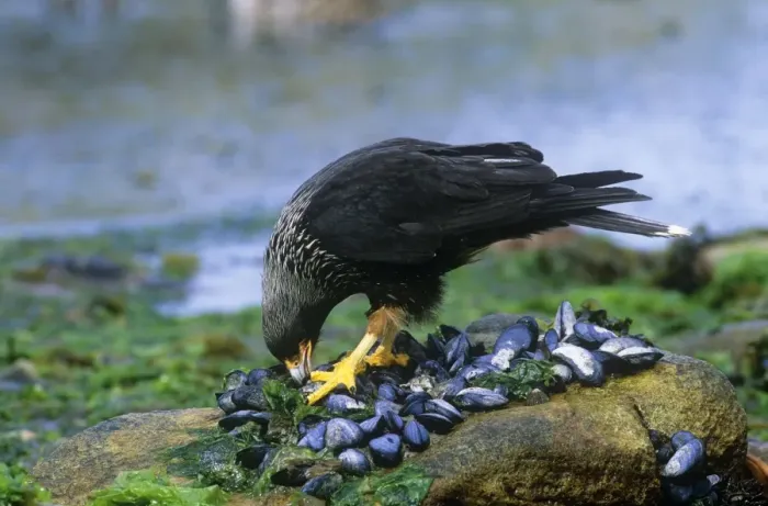 Framed Print : Striated Caracara - feeding on mussels - Falkland Islands Framed Print : Striated Caracara - feeding on mussels - Falkland Islands