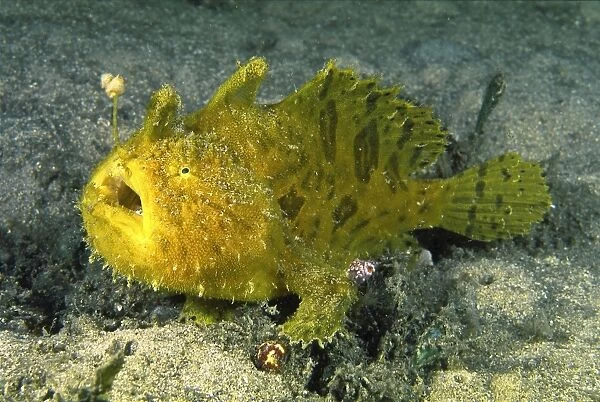 Striated frogfish - common in Sydney Harbour. They rest very quietly on the sea floor and can resemble a sponge. A specialised appendage on the head serves as a lure with bait