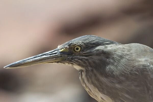 Striated Heron - This bird was roosting among rocks at high tide when nearby mudflats were inundated. Roebuck Bay, northern Western Australia. Confined to coastal regions of northern and eastern Australia and sometimes adjacent wetlands