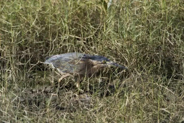 Framed Print : Striated Heron / Mangrove Heron - creeping through marine vegetation At Cairns esplanade, Queensland, Australia Framed Print : Striated Heron / Mangrove Heron - creeping through marine vegetation At Cairns esplanade, Queensland, Australia