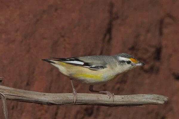 Striated Pardalote - Near nest site. This race was previously known as a full species named Black-headed Pardalote, i. e. lacking the striations on the head that gives this species its name. At Lajamanu an aboriginal settlement