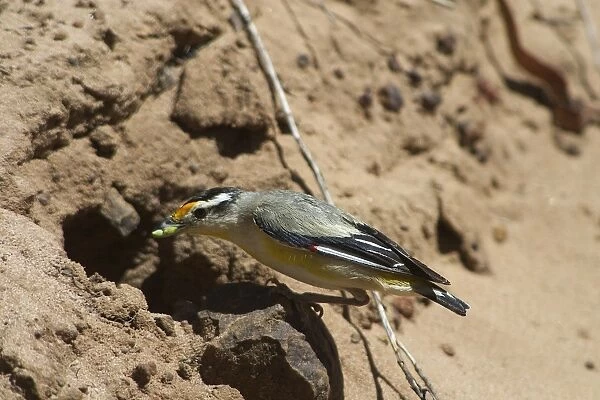 Striated Pardalote - At nest with food in mouth - The various races of Striated Pardalote are found right throughout Australia. Inhabits a wide range of habitats from wet forests to arid inland scrubland and open grassy woodland
