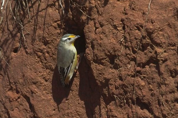 Striated Pardalote - At nest site. This race was previously known as a full species named Black-headed Pardalote, i. e. lacking the striations on the head that gives this species its name. At Lajamanu an aboriginal settlement