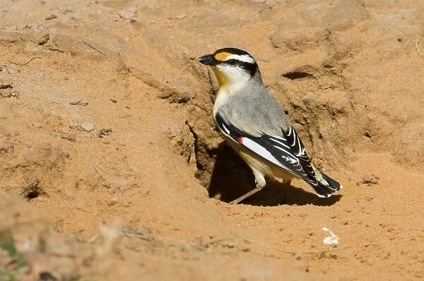 Striated Pardalote at tunnel entrance This Black-headed subspecies occurs across the Top End from the Kimberley to far north Queensland. At the entrance to a nest hole still in the process of being dug
