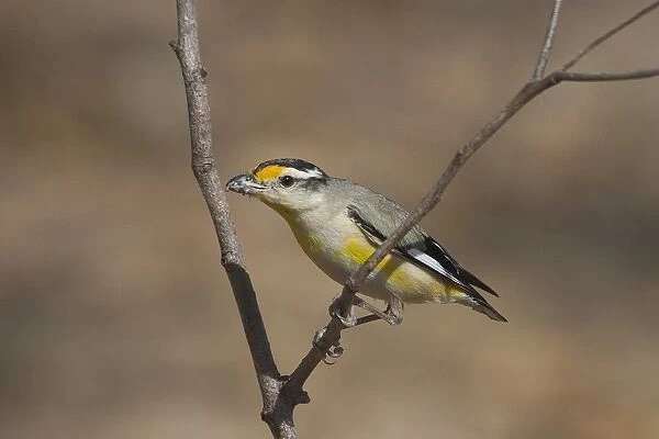 Striated Pardalote - The various races of Striated Pardalote are found right throughout Australia. Inhabits a wide range of habitats from wet forests to arid inland scrubland and open grassy woodland