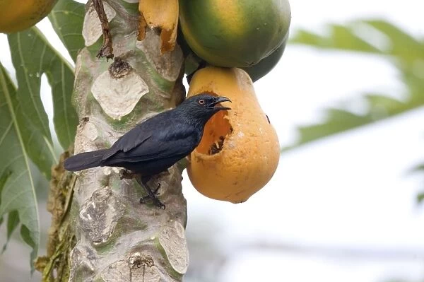 Striated Starling feeding on pawpaw Endemic to mainland New Caledonia and the Loyalty Islands. Inhabits forest edges, gardens, secondary growth and coconut plantations. Feeding on a pawpaw on the Island of Pines (Ile des Pins)