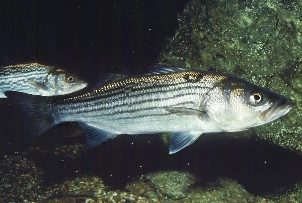 Striped Bass - also know as Chesapeake Bay San Francisco Bay, California