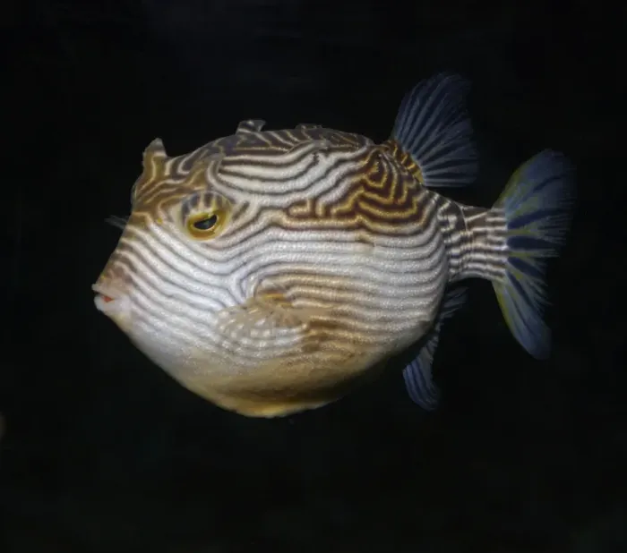 Framed Print : Striped Cowfish, Australian and northern New Zealand coastal waters Framed Print : Striped Cowfish, Australian and northern New Zealand coastal waters