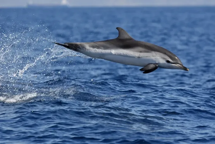 Framed Print : Striped Dolphin - leaping out of water in the strait of Gibraltar. Spain Framed Print : Striped Dolphin - leaping out of water in the strait of Gibraltar. Spain