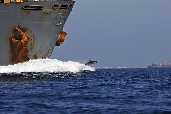 Striped Dolphin - playing  /  bow riding in front of cargo ship in the strait of Gibraltar. Spain