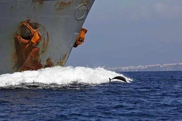 Striped Dolphin - playing  /  bow riding in front of cargo ship in the strait of Gibraltar. Spain