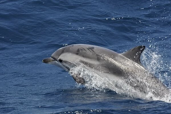 Striped Dolphin - in the straits of Gibraltar