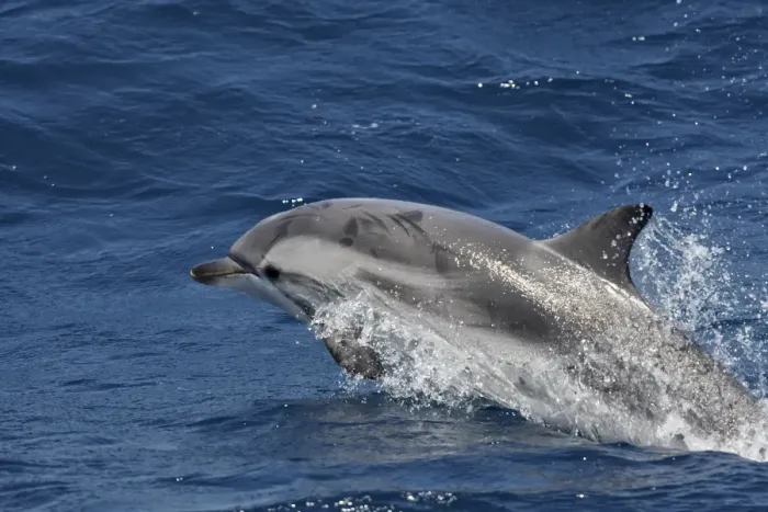 Framed Print : Striped Dolphin - in the straits of Gibraltar Framed Print : Striped Dolphin - in the straits of Gibraltar