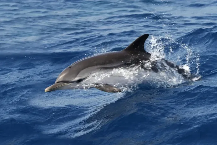 Framed Print : Striped Dolphin - swimming in the Strait of Gibraltar Framed Print : Striped Dolphin - swimming in the Strait of Gibraltar