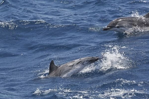 Striped Dolphins - swimming in the straits of Gibraltar