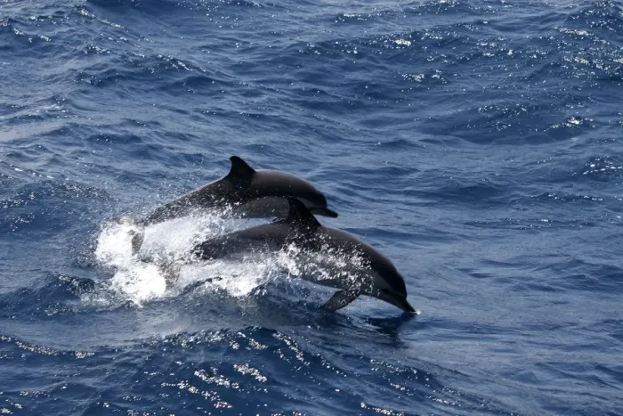 Framed Print : Striped Dolphins - swimming in the straits of Gibraltar Framed Print : Striped Dolphins - swimming in the straits of Gibraltar