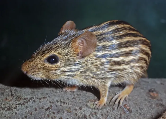 Framed Print : Striped Grass Mouse - Africa Framed Print : Striped Grass Mouse - Africa