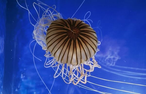 Striped Jellyfish