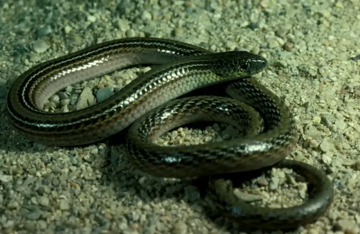 Framed Print : Striped legless lizard - endangered  /  vulnerable species
