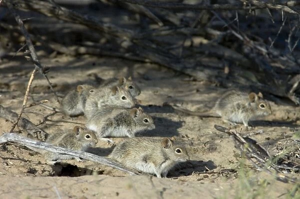 Striped Mice - Individuals aggregating under bushes. Feeds mainly on seeds, also other plant parts and insects. Widespread and common, with wide ranging habitat requirement. Kgalagadi Transfrontier Park, Northern Cape, South Africa
