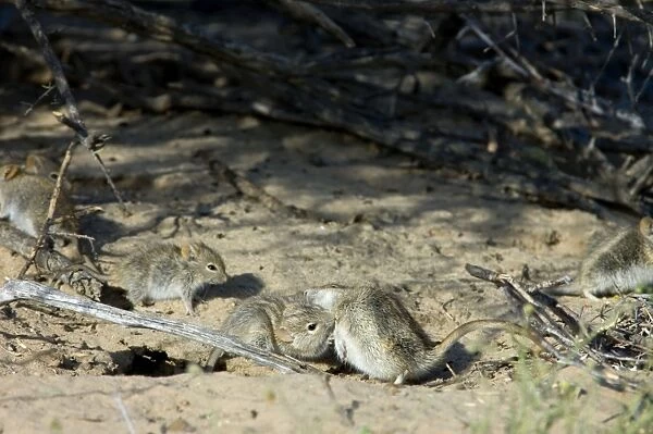 Striped Mice - Individuals aggregating and grooming under bushes. Feed mainly on seeds, also other plant parts and insects. Widespread and common, with wide ranging habitat requirement. Kgalagadi Transfrontier Park, Northern Cape, South Africa