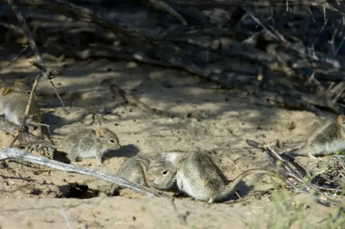 Framed Print : Striped Mice - Individuals aggregating and grooming under bushes. Feed mainly on seeds, also other plant parts and insects. Widespread and common, with wide ranging habitat requirement. Kgalagadi Transfrontier Park, Northern Cape, South Africa Framed Print : Striped Mice - Individuals aggregating and grooming under bushes. Feed mainly on seeds, also other plant parts and insects. Widespread and common, with wide ranging habitat requirement. Kgalagadi Transfrontier Park, Northern Cape, South Africa