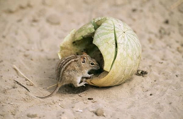 Striped Mouse Eating tsama melon (Photos Puzzles, Prints, Cards,  Framed,...) #1300317