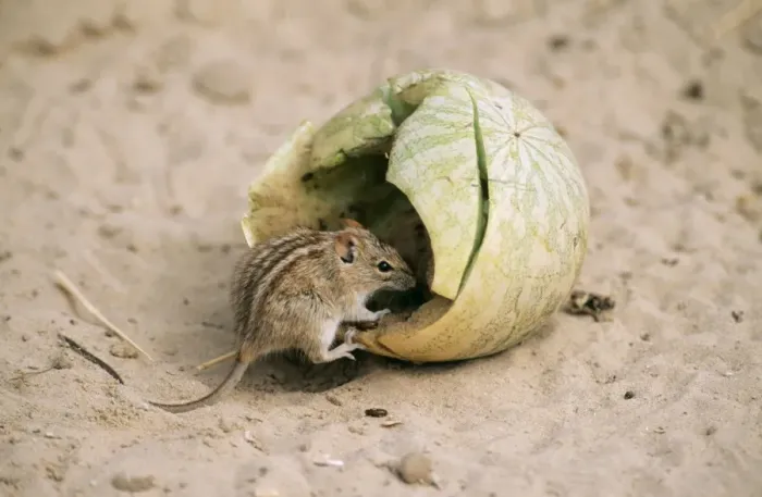 Framed Print : Striped Mouse Eating tsama melon, kalahari Framed Print : Striped Mouse Eating tsama melon, kalahari