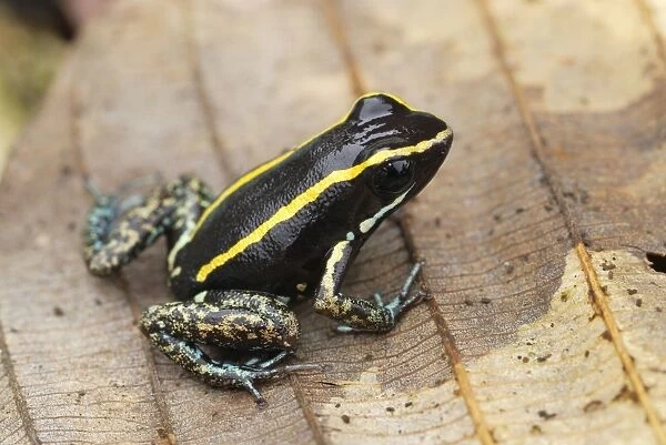 Striped Poison Dart Frog Costa Rica