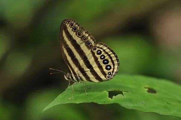Striped Ringlet - Gunung Leuser National Park - Bukit Lawang - Northern Sumatra - Indonesia. Fm: Satyrinae