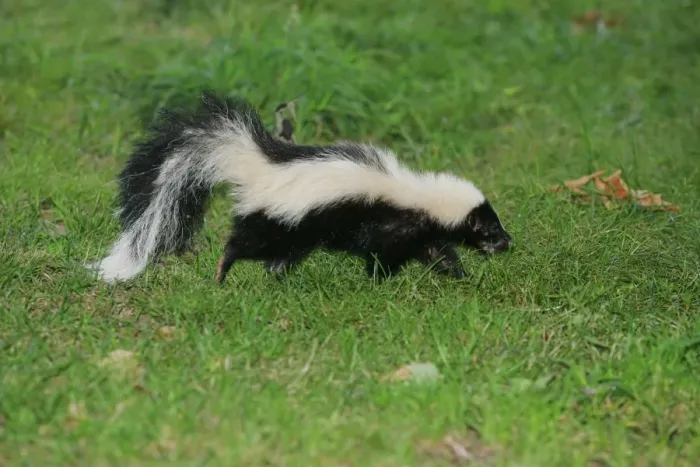 Framed Print : Striped Skunk Framed Print : Striped Skunk