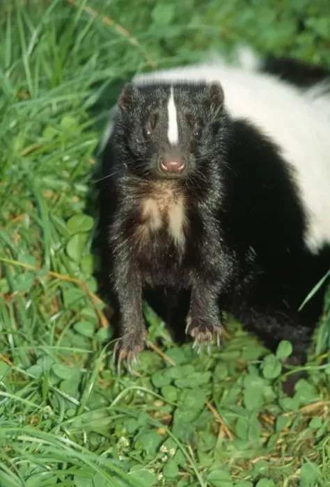 Framed Print : Striped Skunk Framed Print : Striped Skunk
