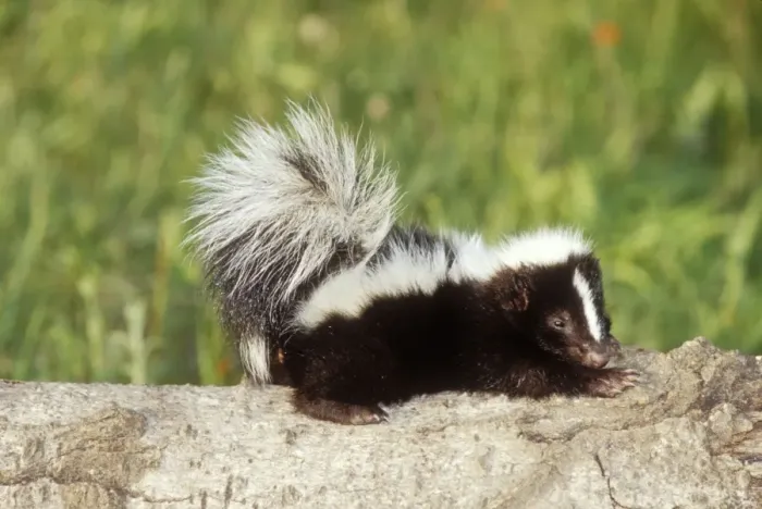 Framed Print : Striped Skunk Baby Northeastern USA