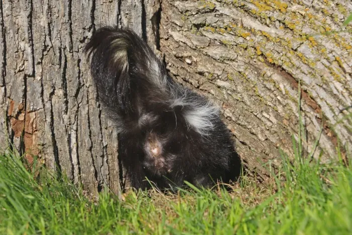 Framed Print : Striped Skunk - bottom. Minnesota - United States Framed Print : Striped Skunk - bottom. Minnesota - United States