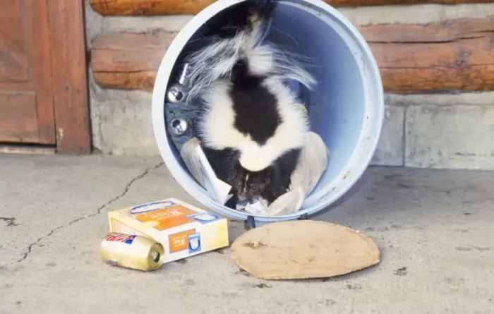 Framed Print : Striped Skunk - at dustbin Framed Print : Striped Skunk - at dustbin